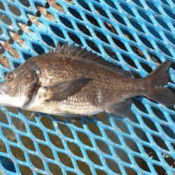 オリジナルメーカー海づり公園(市原市海づり施設) 釣果