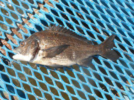 オリジナルメーカー海づり公園(市原市海づり…