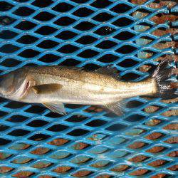 オリジナルメーカー海づり公園(市原市海づり施設) 釣果