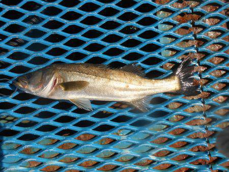 オリジナルメーカー海づり公園(市原市海づり施設) 釣果