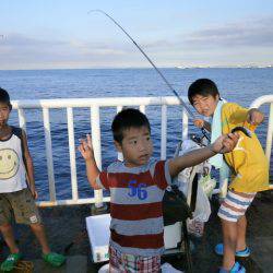 大阪南港海つり公園 釣果