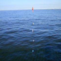 大阪南港海つり公園 釣果