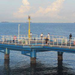 オリジナルメーカー海づり公園(市原市海づり施設) 釣果