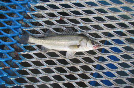 オリジナルメーカー海づり公園(市原市海づり施設) 釣果