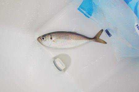 オリジナルメーカー海づり公園(市原市海づり施設) 釣果