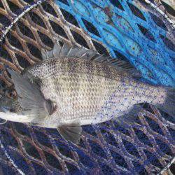 オリジナルメーカー海づり公園(市原市海づり施設) 釣果