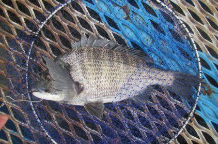 オリジナルメーカー海づり公園(市原市海づり…