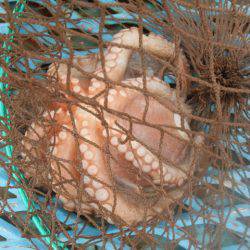 オリジナルメーカー海づり公園(市原市海づり施設) 釣果