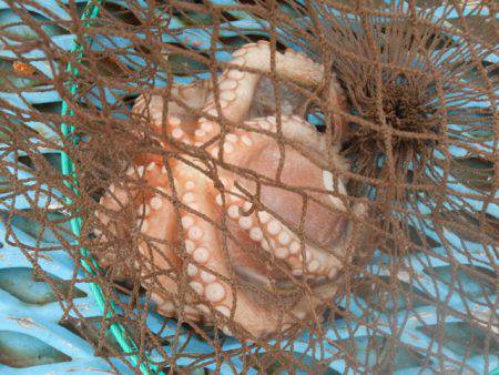 オリジナルメーカー海づり公園(市原市海づり施設) 釣果