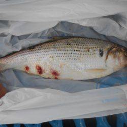 オリジナルメーカー海づり公園(市原市海づり施設) 釣果