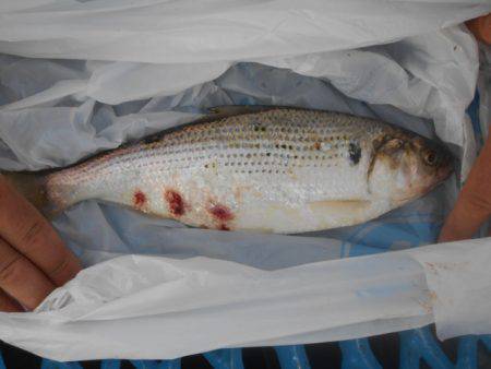 オリジナルメーカー海づり公園(市原市海づり施設) 釣果