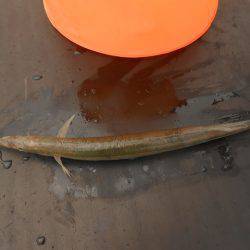 オリジナルメーカー海づり公園(市原市海づり施設) 釣果