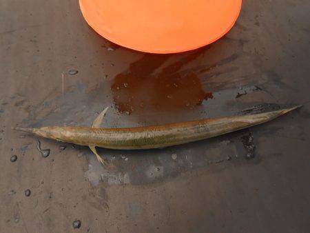 オリジナルメーカー海づり公園(市原市海づり施設) 釣果