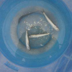 大阪南港海つり公園 釣果