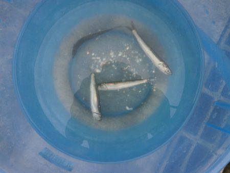 大阪南港海つり公園 釣果