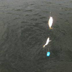 大阪南港海つり公園 釣果