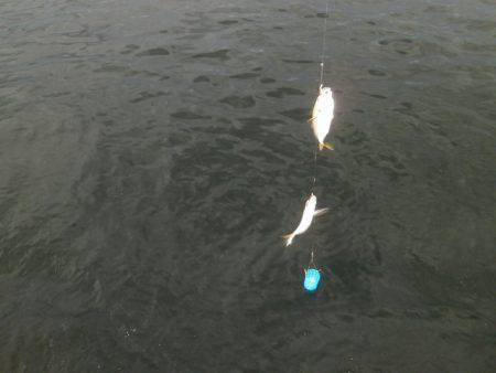 大阪南港海つり公園 釣果