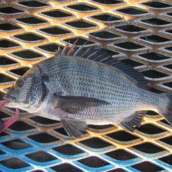 オリジナルメーカー海づり公園(市原市海づり施設) 釣果