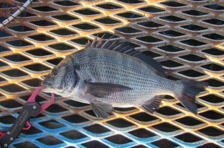 オリジナルメーカー海づり公園(市原市海づり…