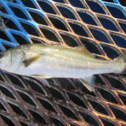 オリジナルメーカー海づり公園(市原市海づり施設) 釣果