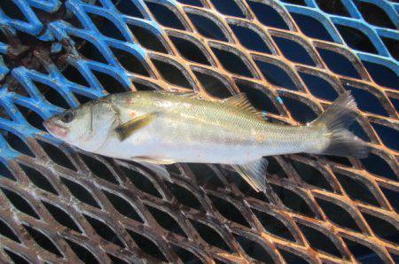 オリジナルメーカー海づり公園(市原市海づり施設) 釣果