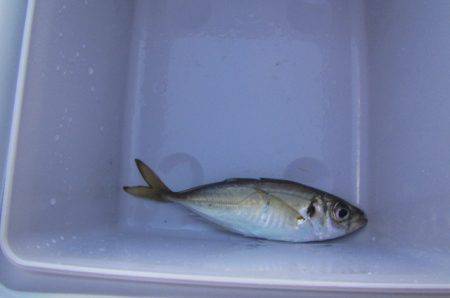 オリジナルメーカー海づり公園(市原市海づり施設) 釣果