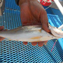 オリジナルメーカー海づり公園(市原市海づり施設) 釣果