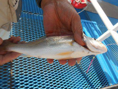 オリジナルメーカー海づり公園(市原市海づり施設) 釣果