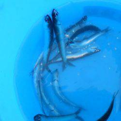 オリジナルメーカー海づり公園(市原市海づり施設) 釣果