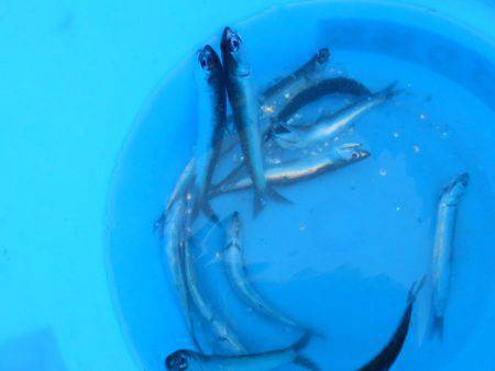 オリジナルメーカー海づり公園(市原市海づり施設) 釣果