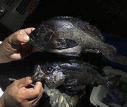 第八有漁丸 釣果