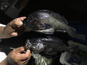 第八有漁丸 釣果