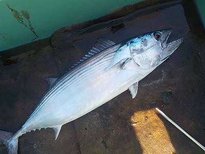 明日丸 釣果