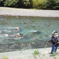 安倍川・藁科川（安倍藁科川漁業協同組合） 釣果