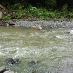 安倍川・藁科川(安倍藁科川漁業協同組合) 釣果