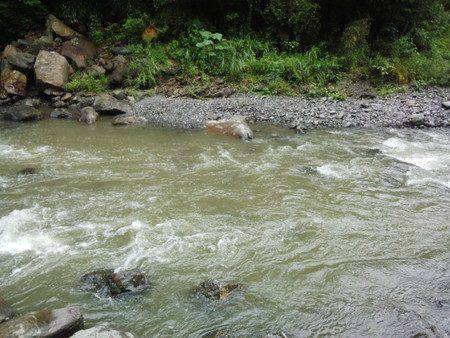 安倍川・藁科川(安倍藁科川漁業協同組合) 釣果