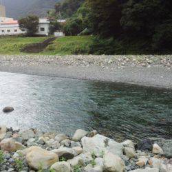 安倍川・藁科川(安倍藁科川漁業協同組合) 釣果