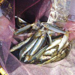 安倍川・藁科川(安倍藁科川漁業協同組合) 釣果