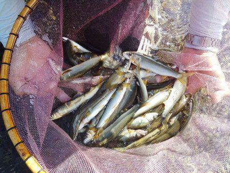 安倍川・藁科川（安倍藁科川漁業協同組合） …