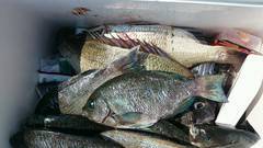 まこと渡船 釣果