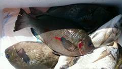 まこと渡船 釣果