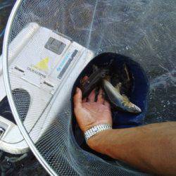 安倍川・藁科川(安倍藁科川漁業協同組合) 釣果