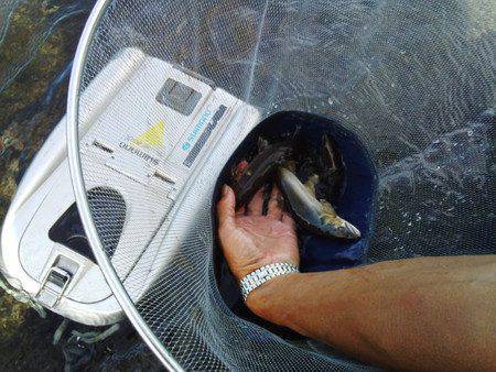 安倍川・藁科川（安倍藁科川漁業協同組合） …