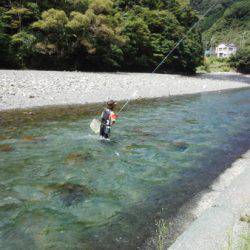 安倍川・藁科川(安倍藁科川漁業協同組合) 釣果