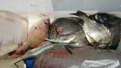 まこと渡船 釣果