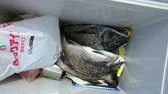 まこと渡船 釣果