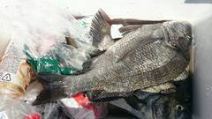 まこと渡船 釣果