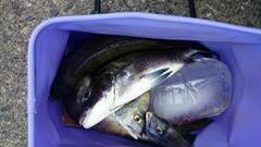 まこと渡船 釣果