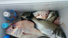 まこと渡船 釣果