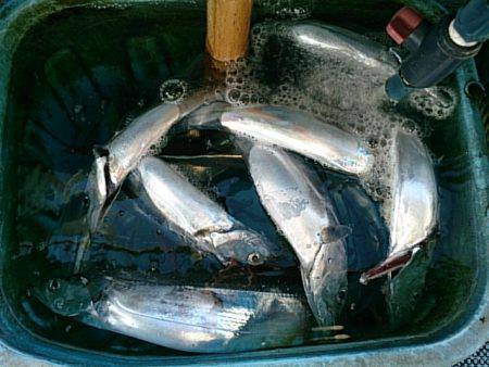 第二常豊丸 釣果